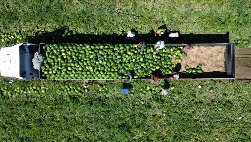 Bafra Ovası'nda Rekor Karpuz Rekoltesi: 94 Bin 500 Ton!