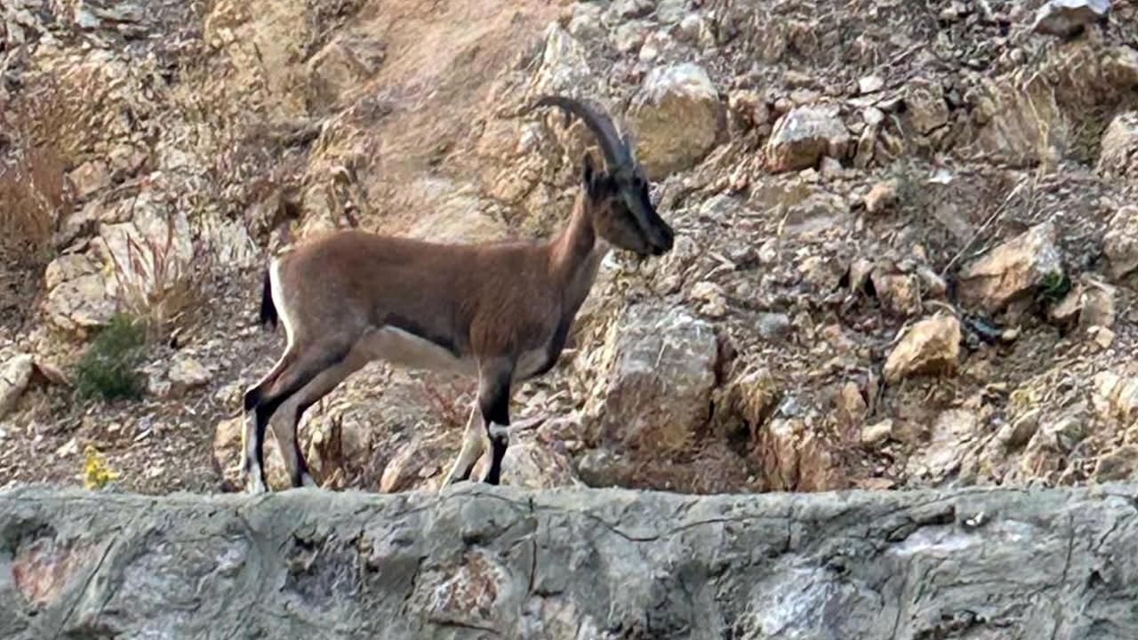 Yaban Keçisini Avlayana 661 Bin TL Ceza