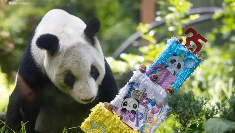 Dev Panda Xin Xin, 35. Doğum Gününü Coşkuyla Kutladı!