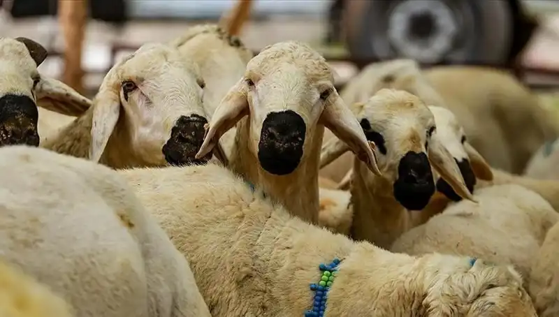 2025 Kurban Bayramı: Kurban Kesmek Farz mı? Cevapları Burada!