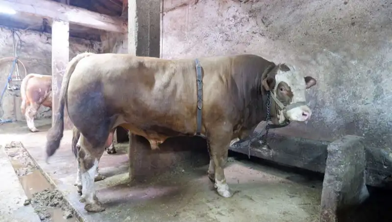 Tam 1 Ton 200 Kilo! Türkiye’nin En Büyük Balık Satışında Fırtına Gibi Esen Fiyatlar