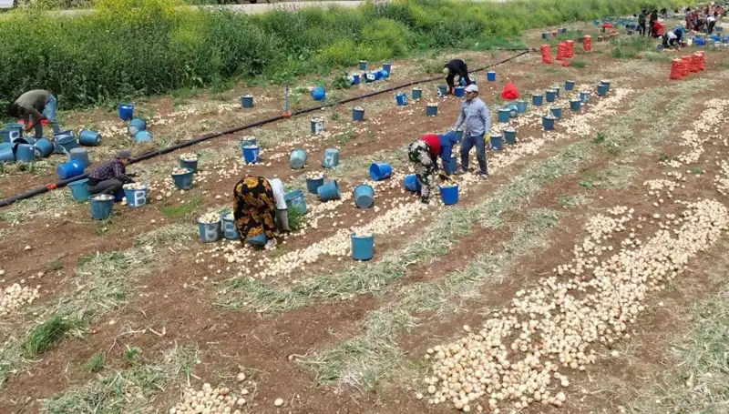 Türkiye'de Soğan Hasadı Başladı: Fiyatlar Düşüşe Geçiyor