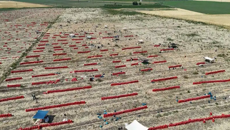 Tarlada Ürün Fiyatları Düşerken Çiftçiler Sıcakla Mücadele Ediyor