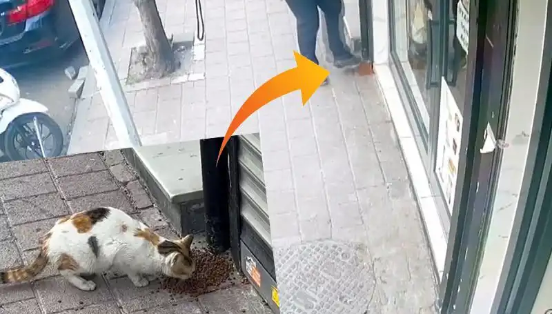 Kediler Hınzır Bir Şekilde Mamalarını Dağıtarak Eğlenceli Bir Kaçış Yaptı