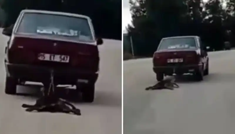 Bir Araba, Arkasındaki Köpeği Sürükledi: Kazanın Perde Arkası
