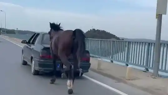 Adana'da Atlarla İlgili Eziyet Skandalı: Tutuklama Süreci Başladı