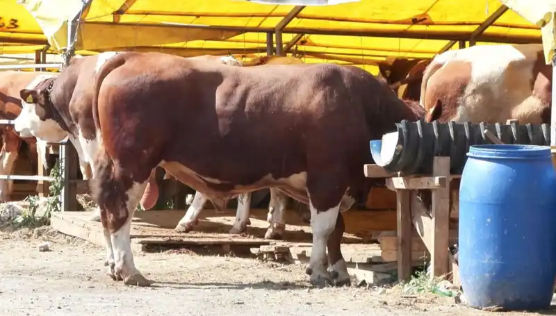 Kurban Pazarlarında Büyük Hareketlilik: Şimdiden Fiyatlar Merak Edilmeye Başladı