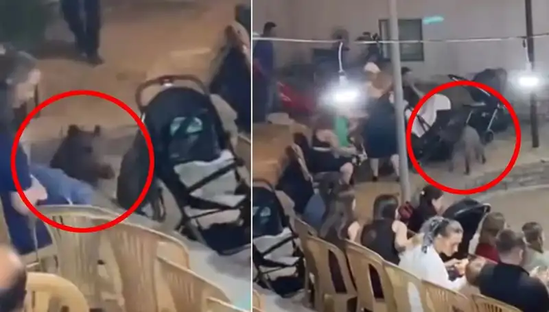 Yaban Domuzu Düğün Törenine Girdi, Misafirler Arasında Panik Yaşandı!