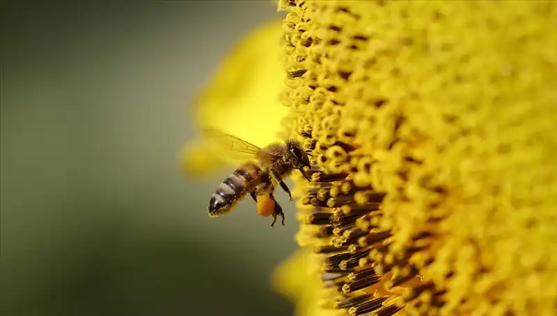Kır Çiçeklerindeki Zehir Arı Ölümlerinin Gizemini Aydınlatıyor