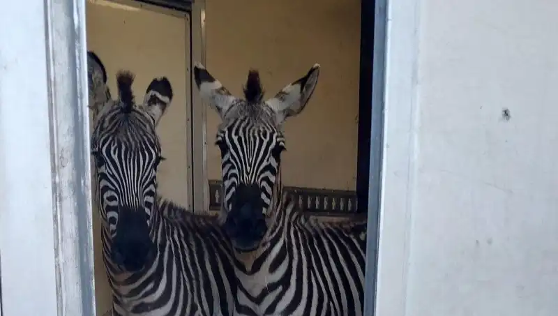 Sınırda Durdurulan Minibüsten Şaşırtan Hayvanlar: 2 Zebra, 6 Maymun ve Daha Fazlası!