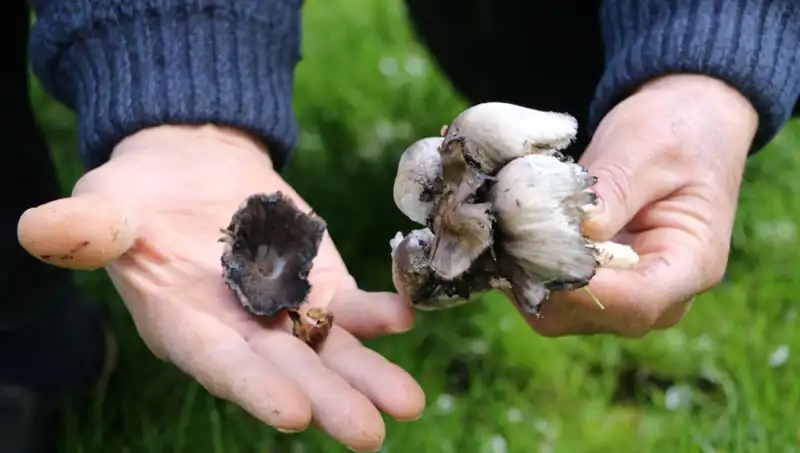Doğada Kendiliğinden Yetişen 40 Tür ile Bilinçsiz Tüketim Tehlikesi