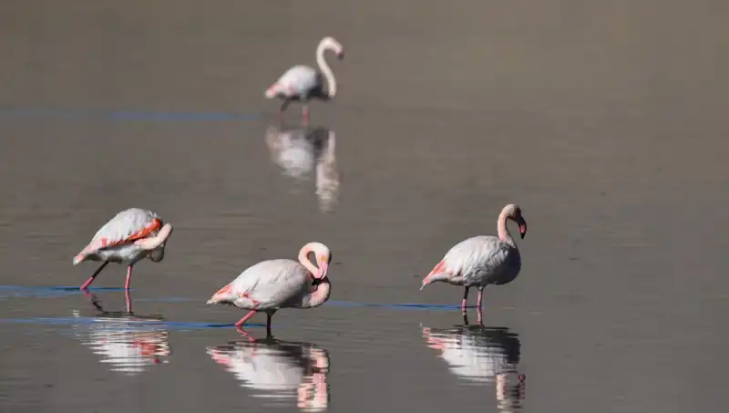 Kuraklık Kuş Cennetini Vurdu: Flamingo Popülasyonu Tehdit Altında