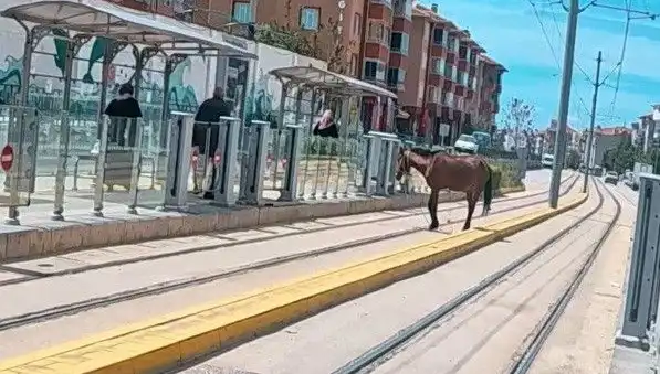 Eskişehir'de Tramvay Raylarında Şaşkınlık Yaratan Başbış At Görüntüleri
