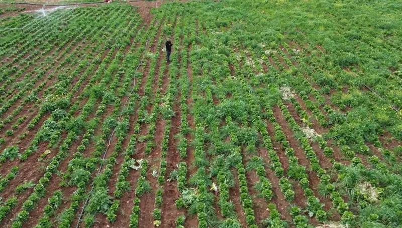Kuraklık nedeniyle marul hasatında büyük kayıplar yaşandı!