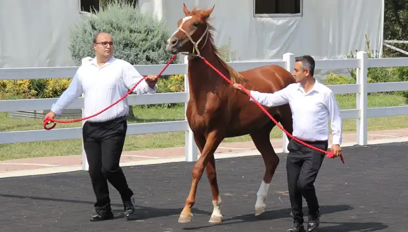 Taşkın Kral, Rekorları Alt Üst Etti: Dünyada Neler Oluyor?